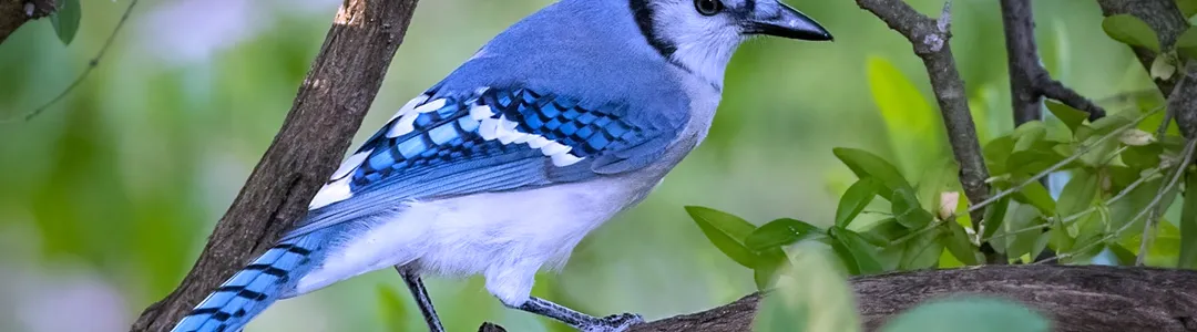 Blue Jay
