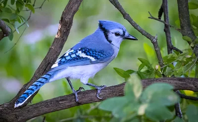 Blue Jay