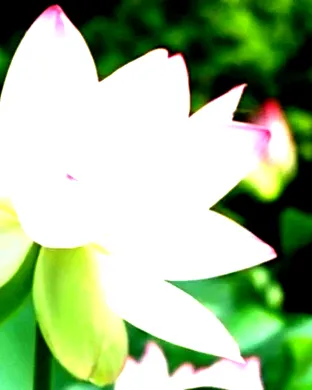 Lotus Austin